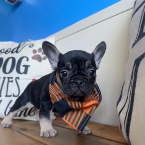 Roo French Bulldog 01 Roo French Bulldog 01