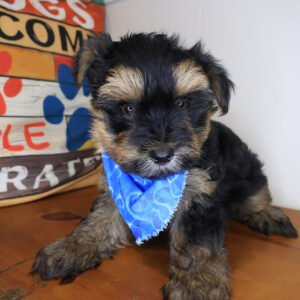 Rowan Morkie 01