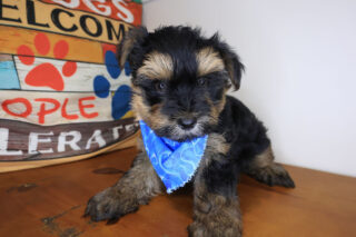 Rowan Morkie 01