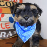 Rowan Morkie 02