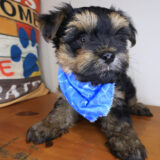 Rowan Morkie 03