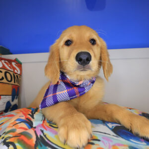 Rudy Golden Retriever 01