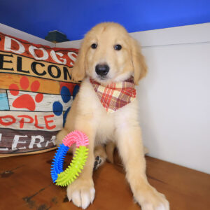Sadie Mae Golden Retriever 01