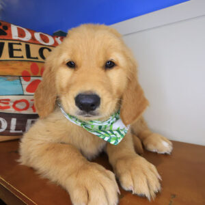 Scout Golden Retriever 01