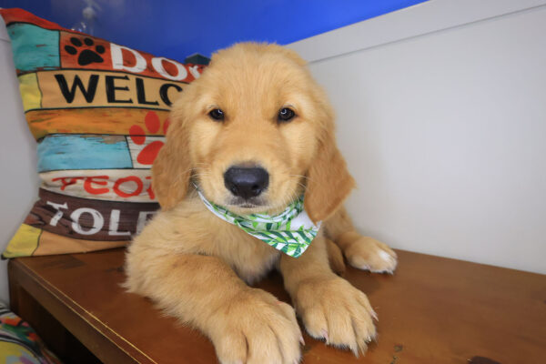 Scout Golden Retriever 01