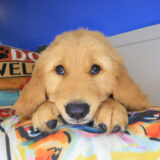 Scout Golden Retriever 02