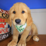 Scout Golden Retriever 03
