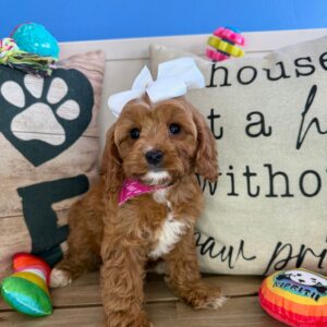 Serafina Cavapoo 01