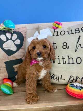 Serafina Cavapoo 01