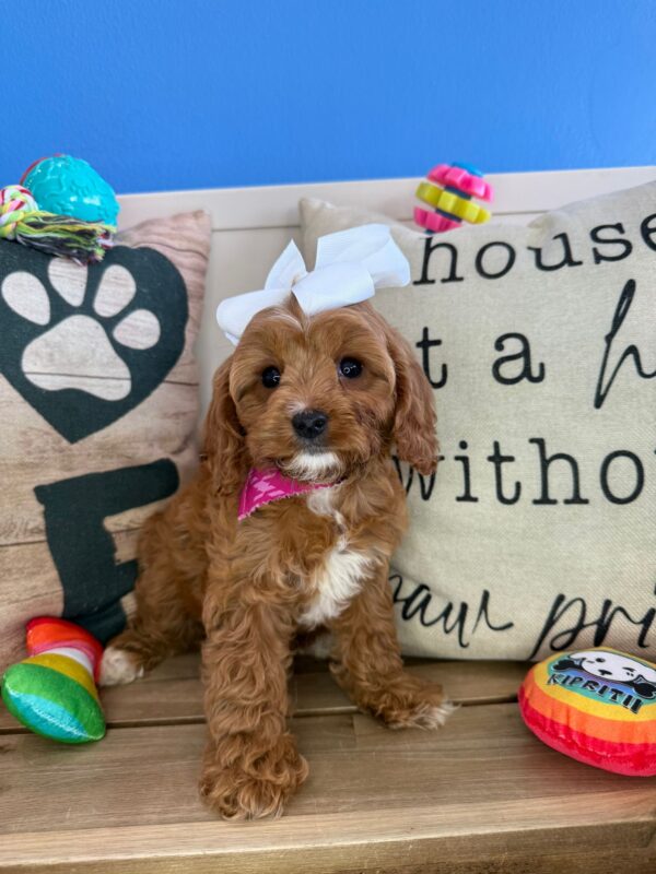 Serafina Cavapoo 01