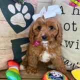 Serafina Cavapoo 02