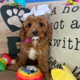 Serafina Cavapoo 03