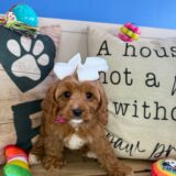 Serafina Cavapoo 04