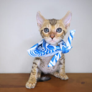 Silver Bengal 01 Silver Bengal 01