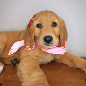 Slinky Golden Retriever 01