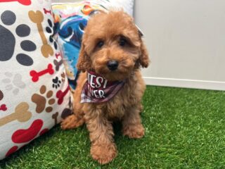 Snickerdoodle Goldendoodle 01