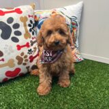 Snickerdoodle Goldendoodle 02