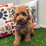 Snickerdoodle Goldendoodle 03