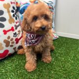 Snickerdoodle Goldendoodle 04
