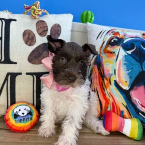 Snowball Schnauzer 01