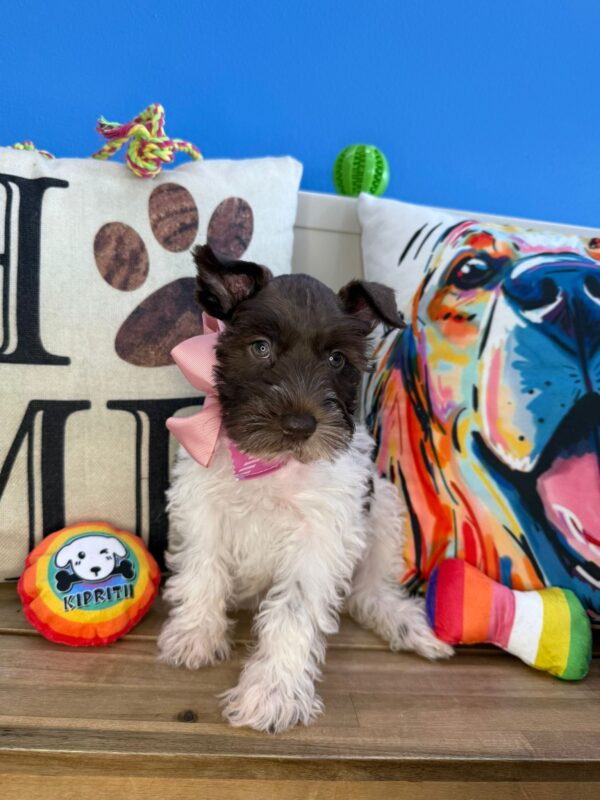 Snowball Schnauzer 01