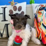 Snowball Schnauzer 02