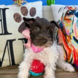 Snowball Schnauzer 03
