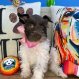 Snowball Schnauzer 04
