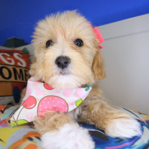 Snowflake Maltipoo 01