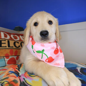 Soleil Golden Retriever 01