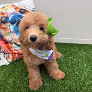Spice Goldendoodle 01