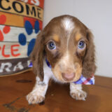 Spot Dachshund 01