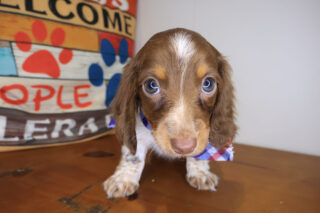 Spot Dachshund 01