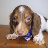 Spot Dachshund 02