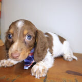 Spot Dachshund 04