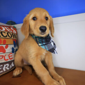 Stryker Golden Retriever 01