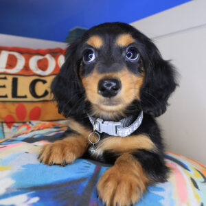 Tallulah Dachshund 01