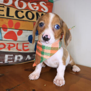 Tony Dachshund 01 Tony Dachshund 01