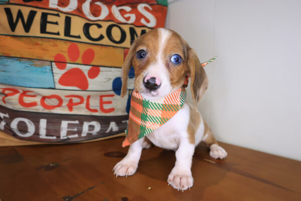 Tony Dachshund 01 Tony Dachshund 01