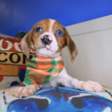 Tony Dachshund 02 Tony Dachshund 02