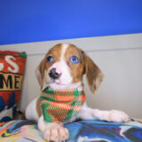 Tony Dachshund 03 Tony Dachshund 03