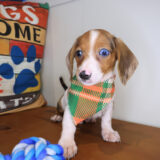 Tony Dachshund 04 Tony Dachshund 04