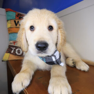 Truffle Golden Retriever 01
