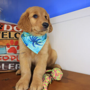 Turbo Golden Retriever 01