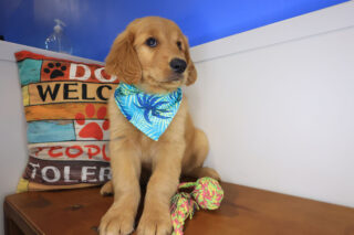 Turbo Golden Retriever 01