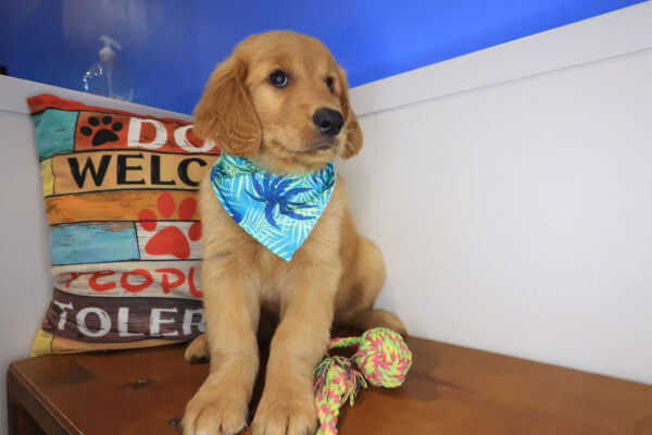Turbo Golden Retriever 01