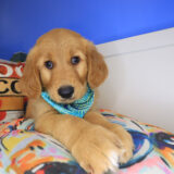 Turbo Golden Retriever 02