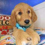 Turbo Golden Retriever 03