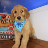 Turbo Golden Retriever 04