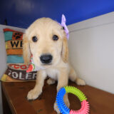 Veda Golden Retriever 01